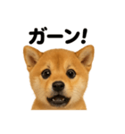 リアルな芝犬の日常感情日記ラインスタンプ（個別スタンプ：3）