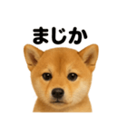 リアルな芝犬の日常感情日記ラインスタンプ（個別スタンプ：4）