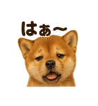 リアルな芝犬の日常感情日記ラインスタンプ（個別スタンプ：5）