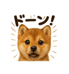 リアルな芝犬の日常感情日記ラインスタンプ（個別スタンプ：6）