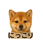 リアルな芝犬の日常感情日記ラインスタンプ（個別スタンプ：7）