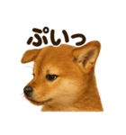 リアルな芝犬の日常感情日記ラインスタンプ（個別スタンプ：8）