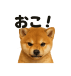リアルな芝犬の日常感情日記ラインスタンプ（個別スタンプ：9）