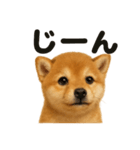 リアルな芝犬の日常感情日記ラインスタンプ（個別スタンプ：10）