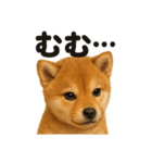 リアルな芝犬の日常感情日記ラインスタンプ（個別スタンプ：11）
