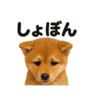 リアルな芝犬の日常感情日記ラインスタンプ（個別スタンプ：12）