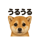 リアルな芝犬の日常感情日記ラインスタンプ（個別スタンプ：16）