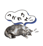 ひららとうららwith4ニャンズ（個別スタンプ：2）