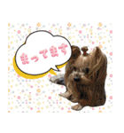 ひららとうららwith4ニャンズ（個別スタンプ：3）