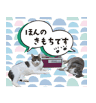 ひららとうららwith4ニャンズ（個別スタンプ：5）