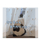 ひららとうららwith4ニャンズ（個別スタンプ：6）