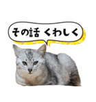 ひららとうららwith4ニャンズ（個別スタンプ：9）