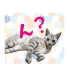 ひららとうららwith4ニャンズ（個別スタンプ：10）