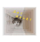ひららとうららwith4ニャンズ（個別スタンプ：11）
