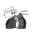 ひららとうららwith4ニャンズ（個別スタンプ：12）