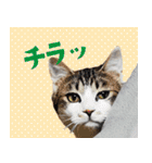 ひららとうららwith4ニャンズ（個別スタンプ：17）