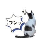 ひららとうららwith4ニャンズ（個別スタンプ：23）