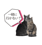 ひららとうららwith4ニャンズ（個別スタンプ：26）