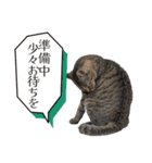 ひららとうららwith4ニャンズ（個別スタンプ：27）