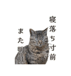 ひららとうららwith4ニャンズ（個別スタンプ：32）