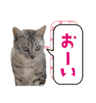 ひららとうららwith4ニャンズ（個別スタンプ：36）