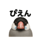 リアルな文鳥の日常感情日記ラインスタンプ（個別スタンプ：1）