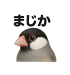 リアルな文鳥の日常感情日記ラインスタンプ（個別スタンプ：4）