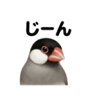 リアルな文鳥の日常感情日記ラインスタンプ（個別スタンプ：10）