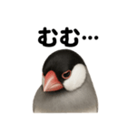 リアルな文鳥の日常感情日記ラインスタンプ（個別スタンプ：11）