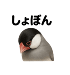 リアルな文鳥の日常感情日記ラインスタンプ（個別スタンプ：12）