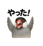 リアルな文鳥の日常感情日記ラインスタンプ（個別スタンプ：13）