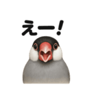 リアルな文鳥の日常感情日記ラインスタンプ（個別スタンプ：14）