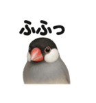 リアルな文鳥の日常感情日記ラインスタンプ（個別スタンプ：16）