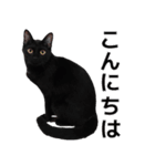 日常で使える！ 黒猫あちちゃん猫スタンプ（個別スタンプ：1）