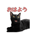日常で使える！ 黒猫あちちゃん猫スタンプ（個別スタンプ：2）