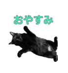 日常で使える！ 黒猫あちちゃん猫スタンプ（個別スタンプ：3）