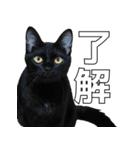 日常で使える！ 黒猫あちちゃん猫スタンプ（個別スタンプ：5）