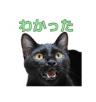 日常で使える！ 黒猫あちちゃん猫スタンプ（個別スタンプ：6）