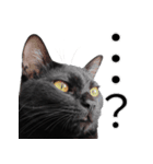 日常で使える！ 黒猫あちちゃん猫スタンプ（個別スタンプ：7）