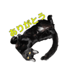 日常で使える！ 黒猫あちちゃん猫スタンプ（個別スタンプ：8）