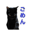 日常で使える！ 黒猫あちちゃん猫スタンプ（個別スタンプ：9）