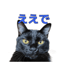 日常で使える！ 黒猫あちちゃん猫スタンプ（個別スタンプ：10）