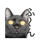 日常で使える！ 黒猫あちちゃん猫スタンプ（個別スタンプ：12）