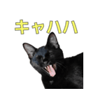 日常で使える！ 黒猫あちちゃん猫スタンプ（個別スタンプ：13）
