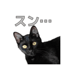 日常で使える！ 黒猫あちちゃん猫スタンプ（個別スタンプ：14）