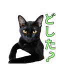 日常で使える！ 黒猫あちちゃん猫スタンプ（個別スタンプ：15）