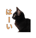 日常で使える！ 黒猫あちちゃん猫スタンプ（個別スタンプ：16）