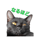 日常で使える！ 黒猫あちちゃん猫スタンプ（個別スタンプ：17）
