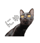 日常で使える！ 黒猫あちちゃん猫スタンプ（個別スタンプ：19）