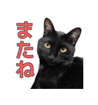 日常で使える！ 黒猫あちちゃん猫スタンプ（個別スタンプ：20）